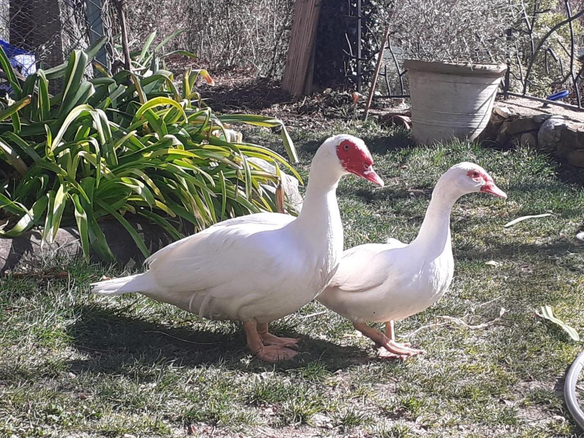 Gite Du Prinas Greolieres Buitenkant foto